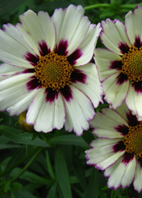 Coreopsis Big Bang 'Star Cluster'